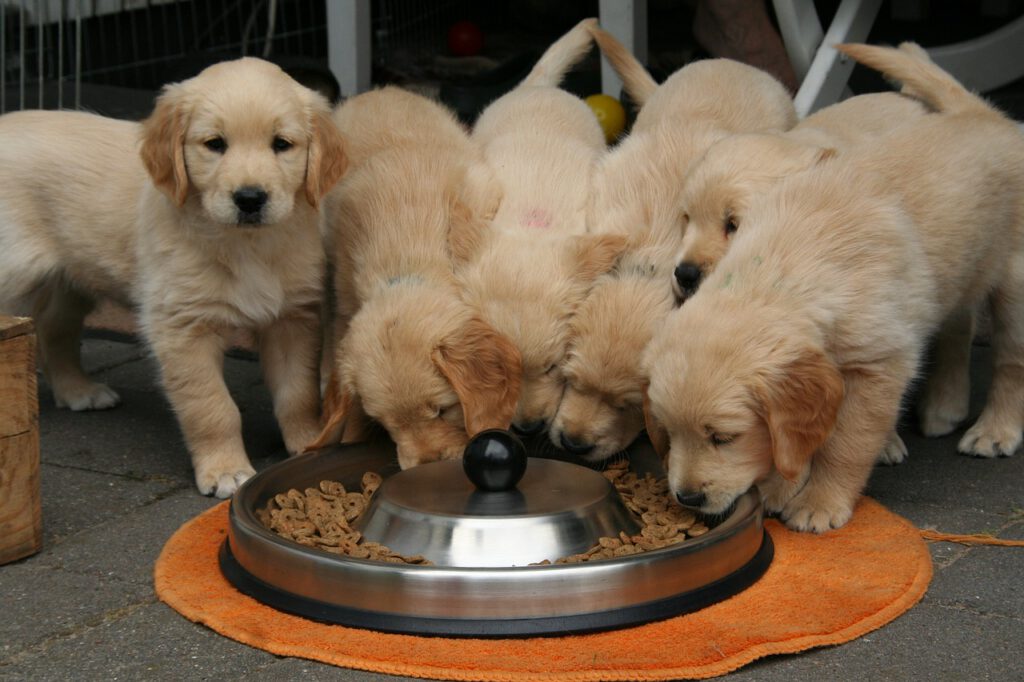 comida para cachorros