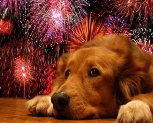 Cómo puedo calmar la ansiedad de mi perro por la pirotecnia